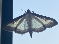 Cydalima perspectalis