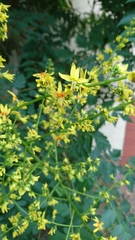 Koelreuteria paniculata