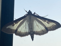 Cydalima perspectalis