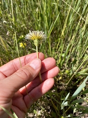 Taraxacum leucanthum