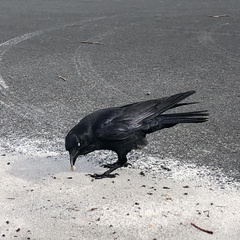 Corvus coronoides