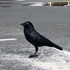 Corvus coronoides