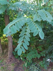 Robinia pseudoacacia