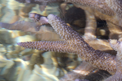 Acroporidae
