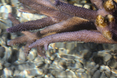 Acroporidae