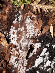 Ceratiomyxa fruticulosa fruticulosa