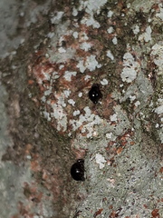 Allacma fusca