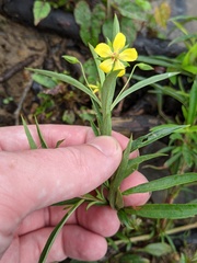 Lysimachia lanceolata