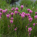 Castilleja lemmonii - Photo (c) Eric in SF, algunos derechos reservados (CC BY-NC-ND)