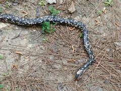 Coluber constrictor anthicus