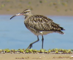 Numenius phaeopus