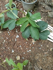 Streptocaulon juventas