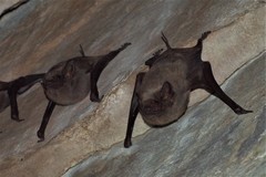 Taphozous troughtoni