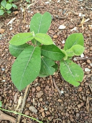 Streptocaulon juventas