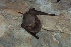 Taphozous troughtoni