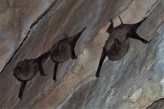 Taphozous troughtoni