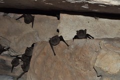 Taphozous troughtoni