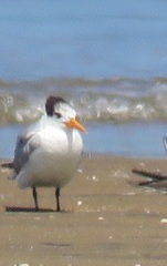 Thalasseus bengalensis