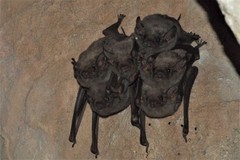 Taphozous troughtoni