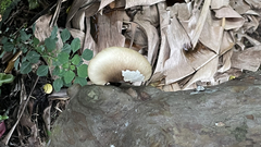 Pleurotus