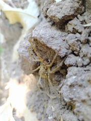 Curicaberis culiacan