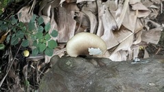 Pleurotus