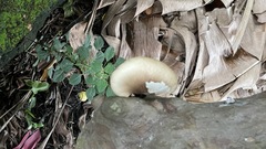 Pleurotus