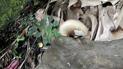 Pleurotus