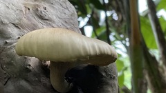 Pleurotus