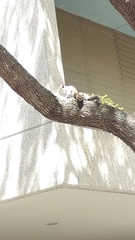 Sciurus carolinensis