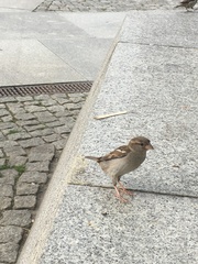 Passer domesticus