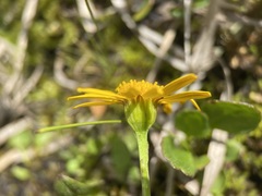 Packera subnuda