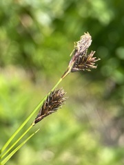 Carex luzulina