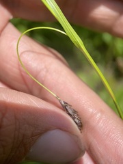 Carex luzulina