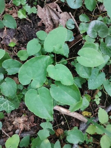 krpčiarka alpínska (Epimedium alpinum)