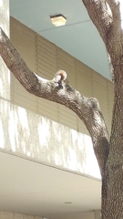 Sciurus carolinensis