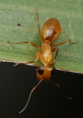 Opisthopsis
