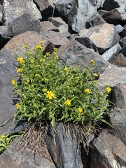 Arnica longifolia