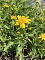 Arnica longifolia