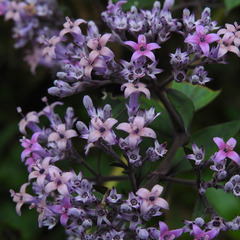 Hedyotis purpurascens