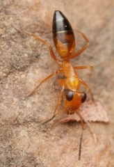 Opisthopsis haddoni