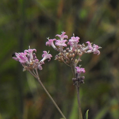 Neanotis indica