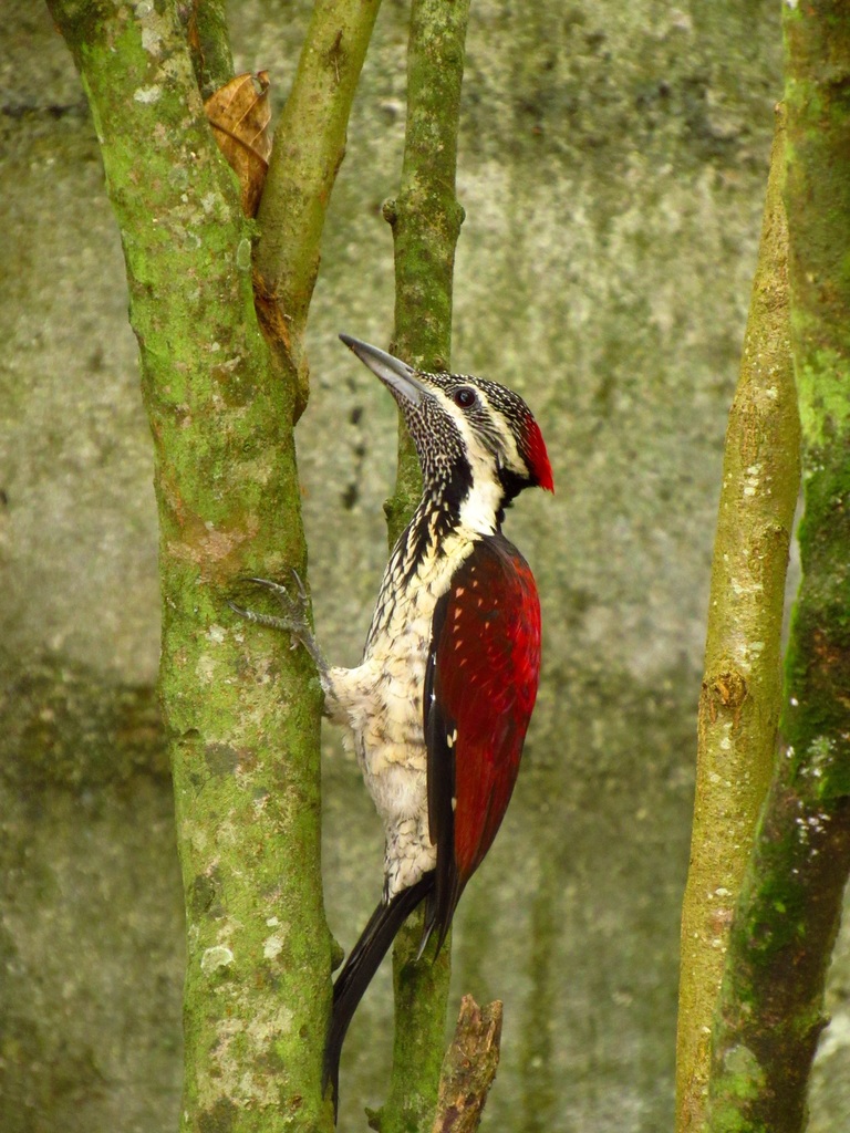 Dinopium Flamebacks