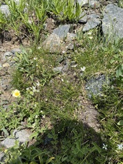 Eremogoneae