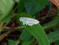 Scopula opicata