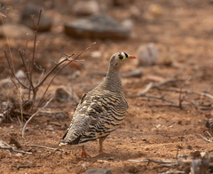 Pterocles lichtensteinii sukensis