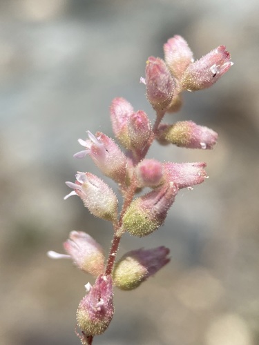 Image of Gooseberry-Leaf Alumroot (Heuchera grossulariifolia) by (c) Matt Berger, some rights reserved (CC BY)