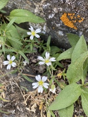 Cerastium arvense strictum