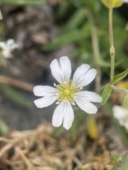 Cerastium arvense strictum