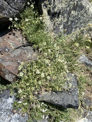 Sabulina nuttallii